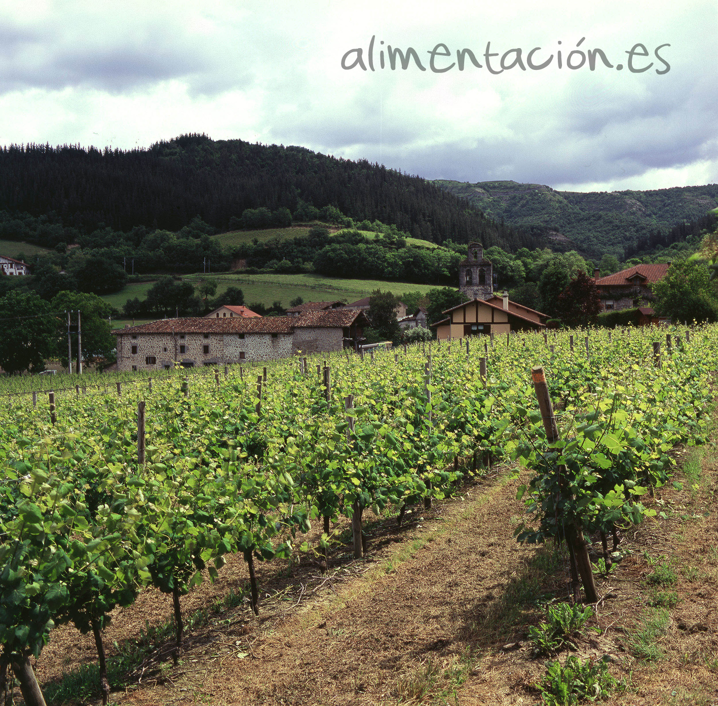 Autorizaciones nuevas plantaciones de viñedo