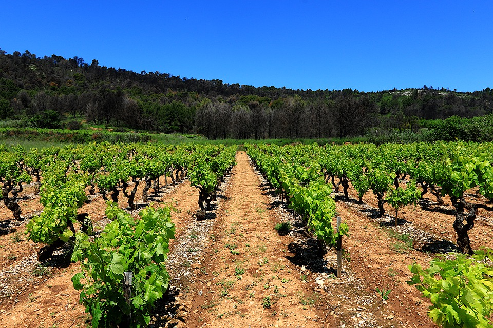 Castilla-La Mancha impulsa la transición digital en el sector vitivinícola. Un cambio que aumentará la trazabilidad y la garantía