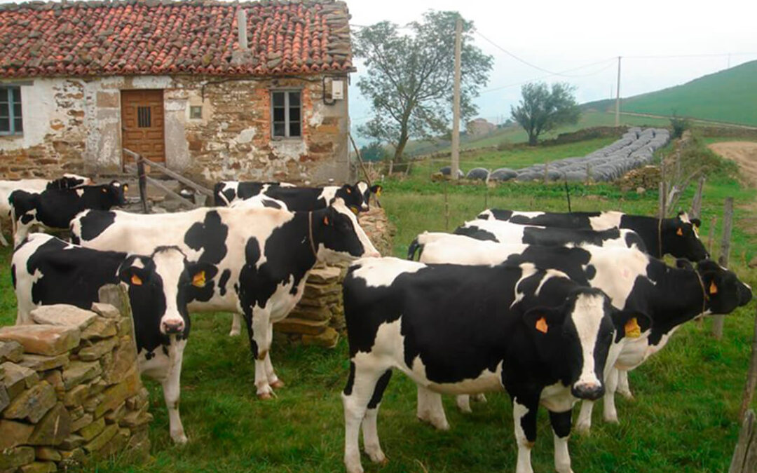 Cooperativas Agro-alimentarias de España solicita medidas efectivas que garanticen la rentabilidad del sector lácteo
