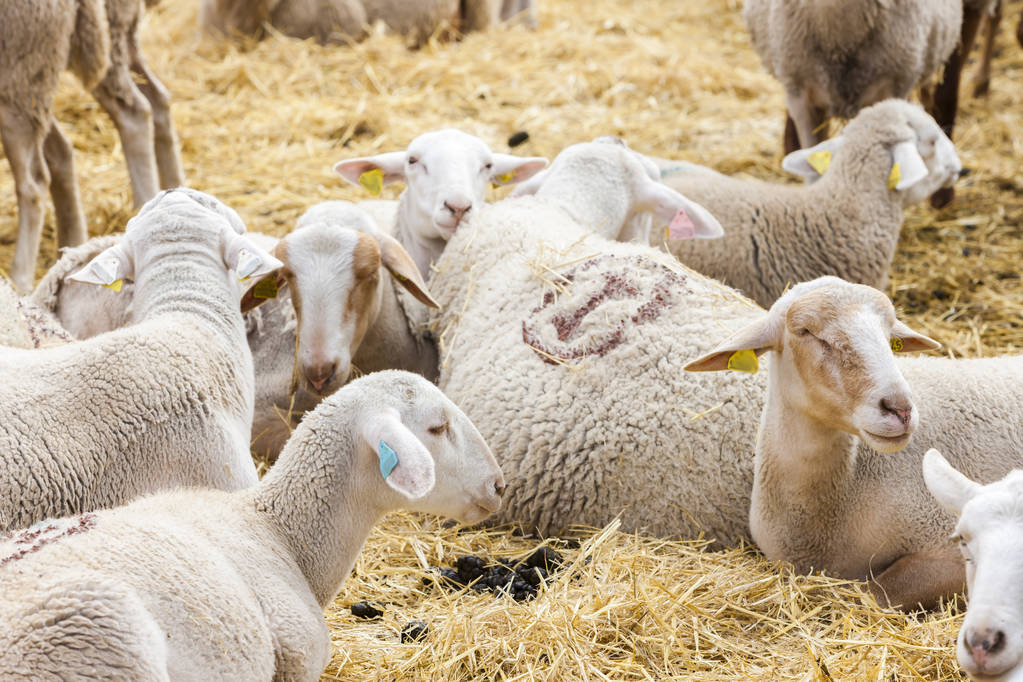 El Gobierno aprueba la concesión de ayudas para la reposición de ganado en las explotaciones afectadas por la viruela ovina y caprina