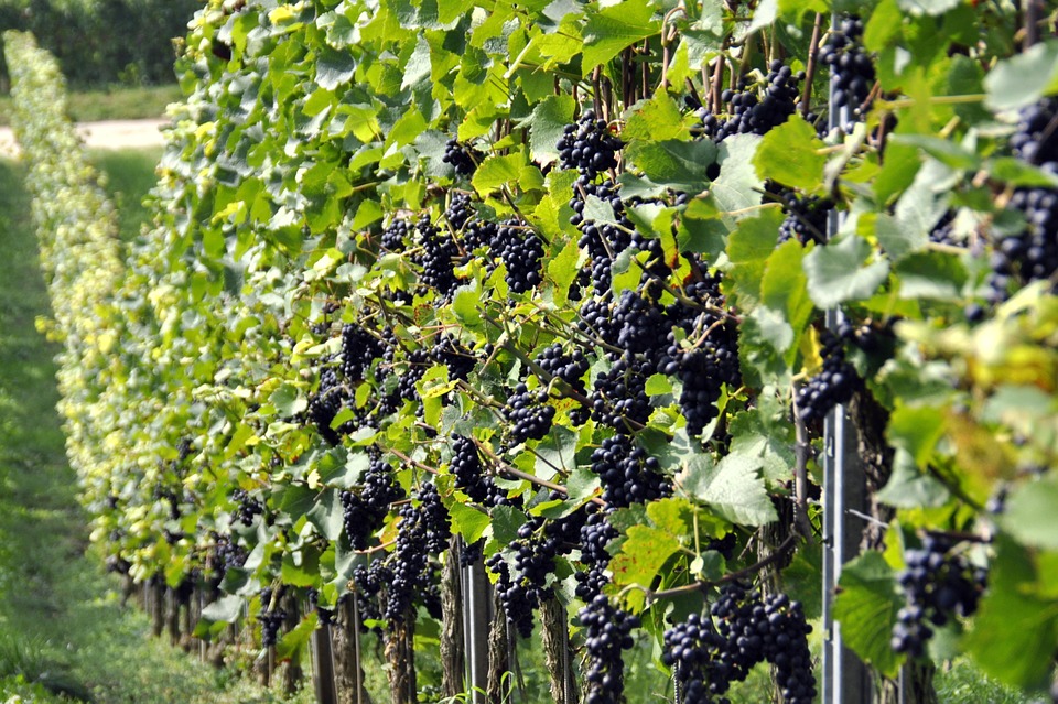 El Gobierno aprueba la norma que prorroga la validez de las autorizaciones para plantaciones de viñedo.