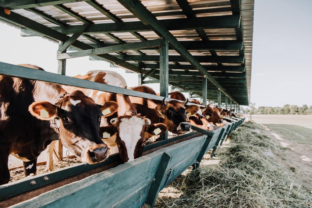El Gobierno aprueba un real decreto que desarrolla la figura del veterinario de explotación