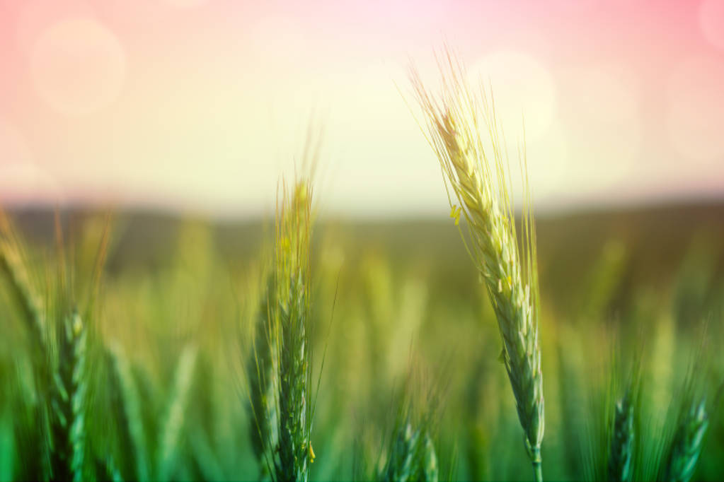 El Gobierno contribuye con cerca de 90.000 euros a organizaciones y programas internacionales de carácter agrícola, ganadero, cinegético y pesquero