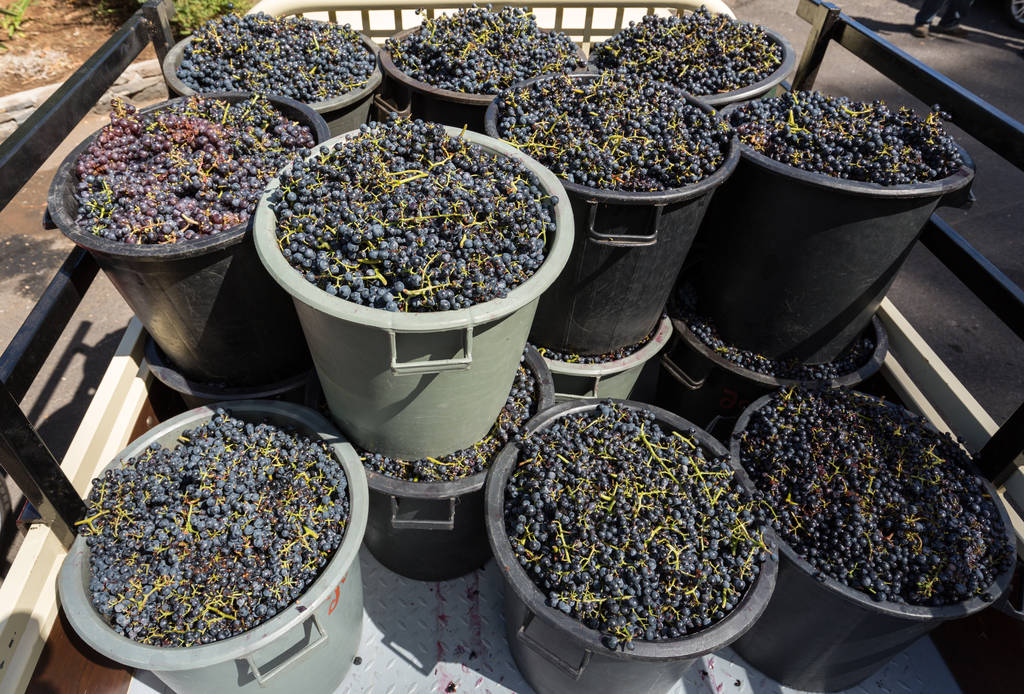 El Gobierno de la Rioja crea un órgano específico para controlar las operaciones comerciales de compra-venta de uva de la vendimia - 0