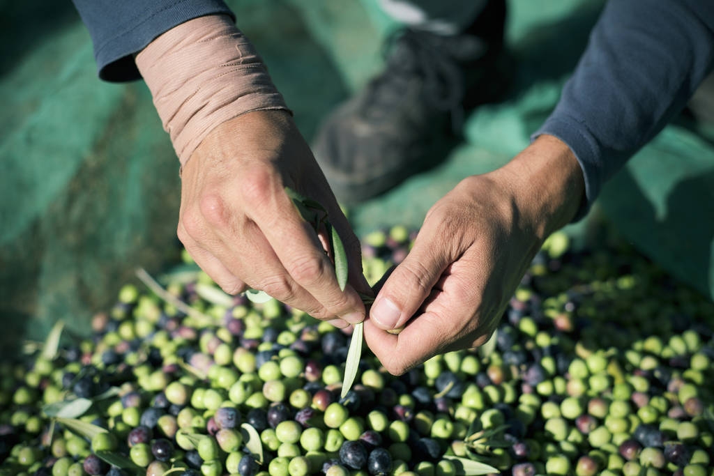 El Gobierno rebaja a 10 el número de peonadas necesarias para acceder a subsidio y renta agraria hasta junio de 2023