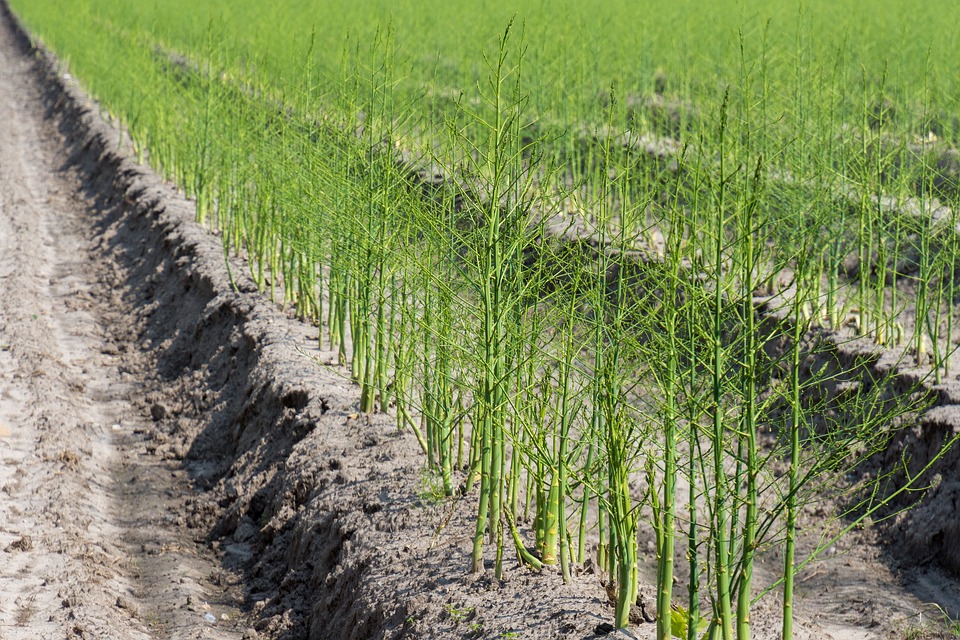 El Ministerio de Agricultura, Pesca y Alimentación apuesta por la agricultura familiar y profesional como garante de la sostenibilidad de la producción agroalimentaria