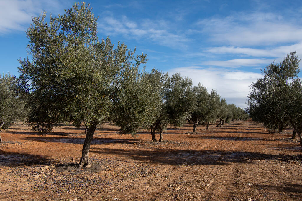 El Ministerio incrementa los importes de la ayuda asociada al olivar tradicional que complementarán la ayuda básica y los eco-regímenes