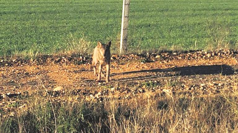 El preocupante aumento de los ataques de lobos en Salamanca