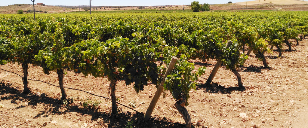 El régimen de autorizaciones para plantaciones de viñedo se prorrogará hasta 2045