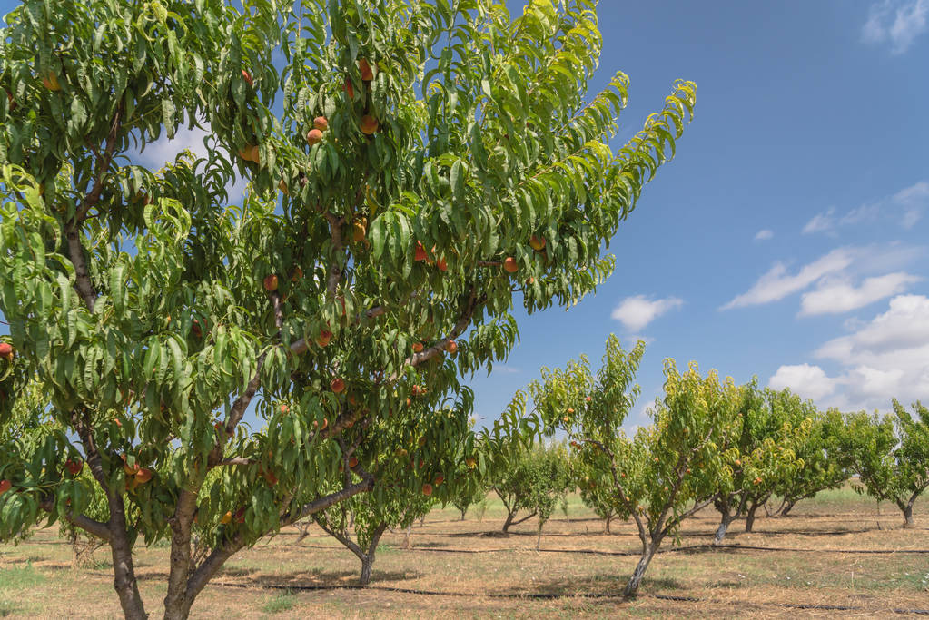 El sector frutícola de Aragón pide ayudas directas a la producción para compensar el incremento de costes y las heladas