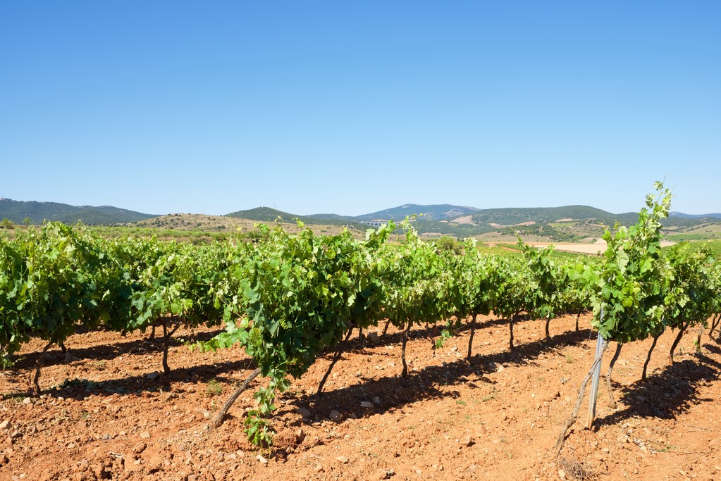 El sector vitivinícola frena la despoblación: incrementa la población en los pequeños municipios rurales un 36% en 20 años - 0