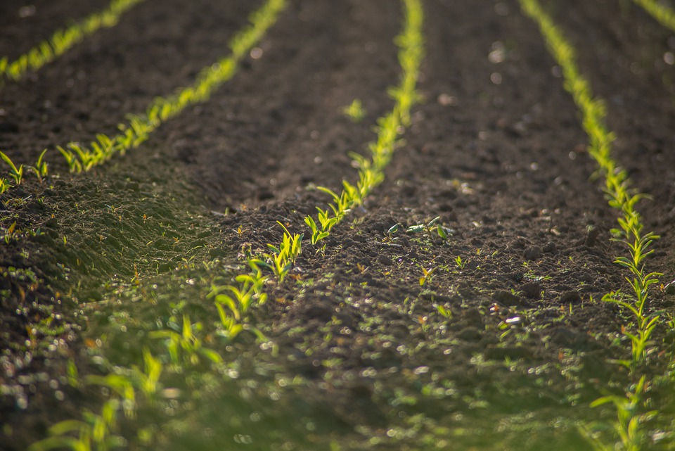 España apuesta por dejar el carbono en los suelos agrícolas como solución climática