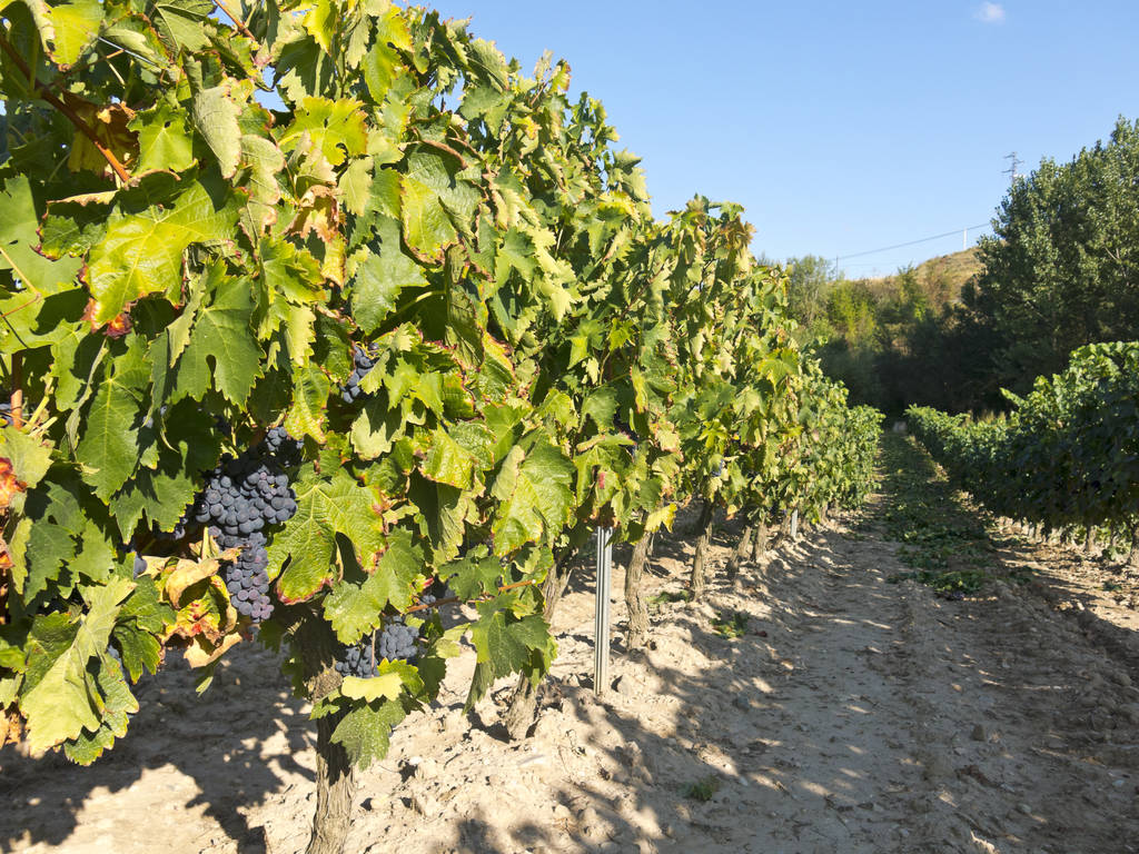 Estreno mundial del documental sobre la región vinícola de Rioja en SEMINCI