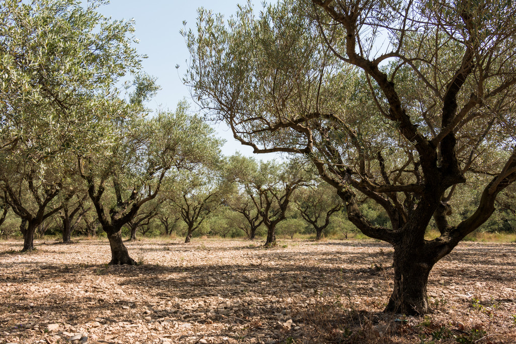 Jornada de campo sobre cubiertas vegetales en olivar para mostrar su eficacia contra la erosión, retención de agua y mejora de la calidad del suelo