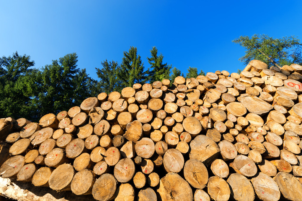 La clave para prevenir incendios está en el aprovechamiento de la biomasa forestal como energía renovable