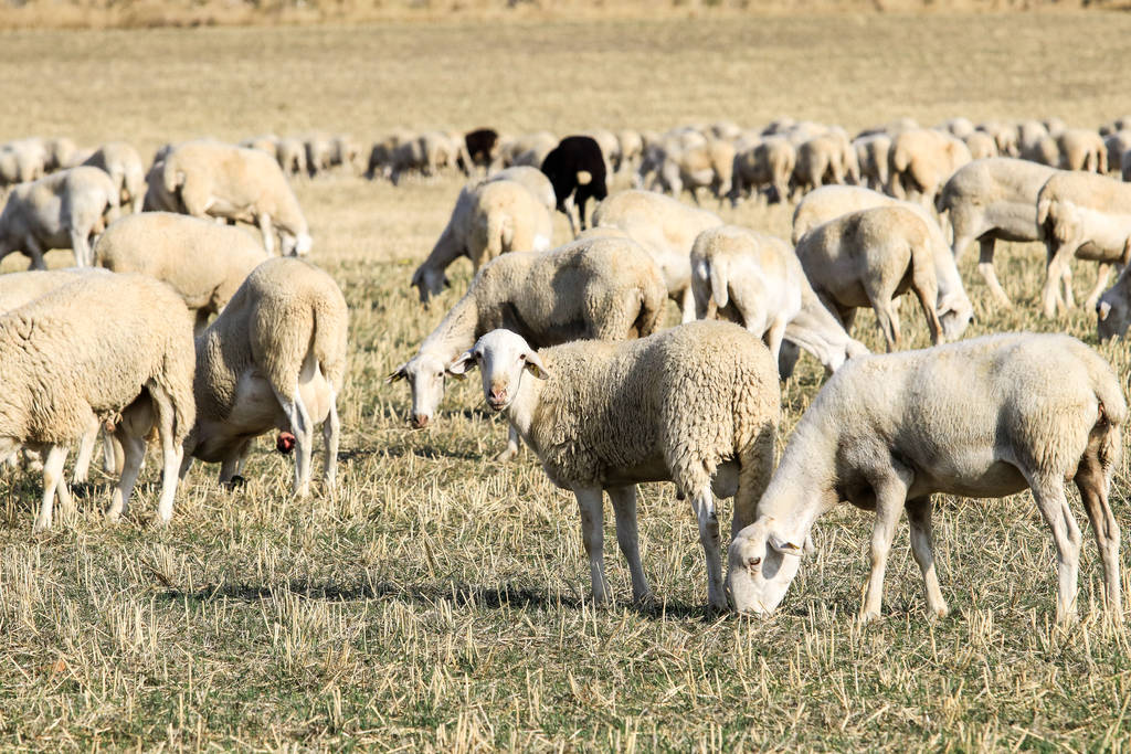 La condición de agricultor activo define el pago de los anticipos de la PAC