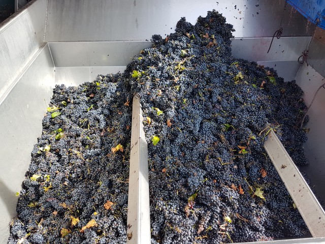 La DO Cigales finaliza la vendimia con la recogida de 7,8 millones de kilos de uva
