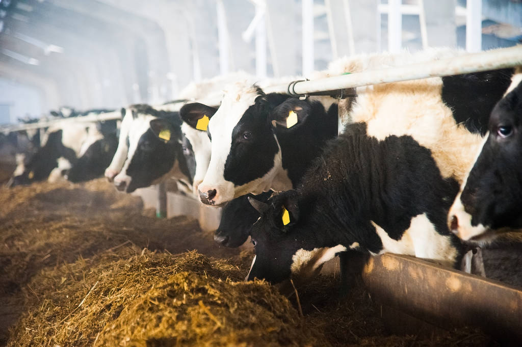 La ganadería de vacuno de carne de España emite un 66% menos de gases de efecto invernadero y consume un 65% menos de agua - 0
