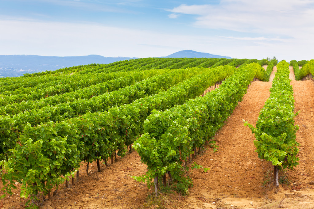 La Interprofesional del Vino de España lanza GESVID, una aplicación para la gestión de costes de cultivo de viñedo - 0