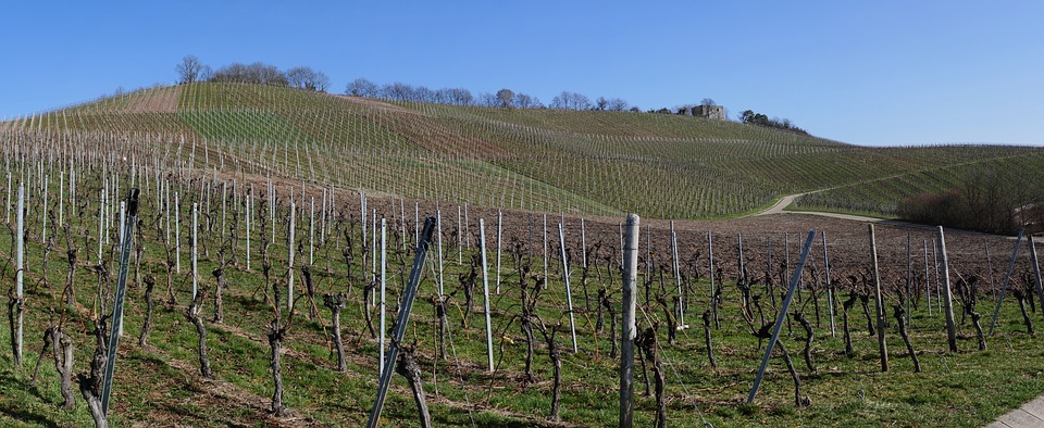La producción de vino de la DO La Mancha se incrementa un 5,8% en 2020, con algo más de tinto que de blanco.