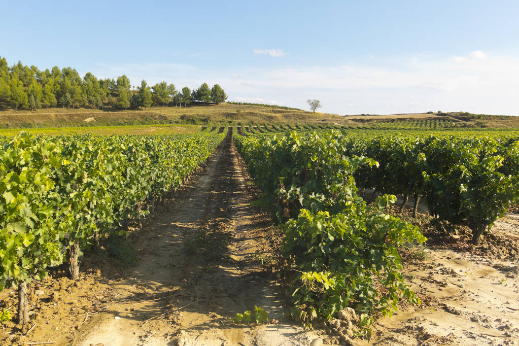 La Rioja acoge la primera jornada de campo del convenio de formación sobre eco-regímenes sobre Manejo de Cubiertas Vegetales en viñedo - 0