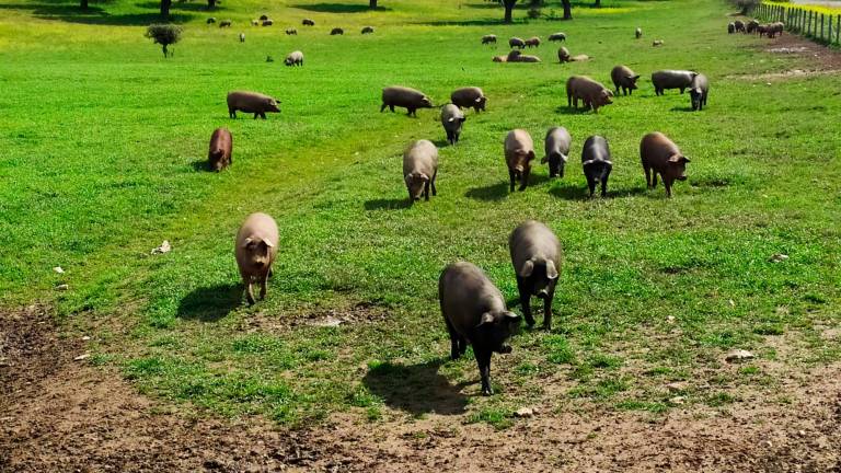 La salvación de los exportadores de porcino en Salamanca