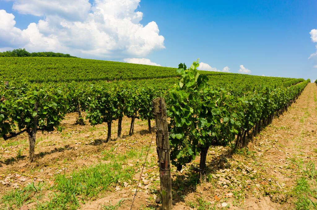 La Unión Europea registra la nueva Denominación de Origen Protegida de vinos “Campo de Calatrava”