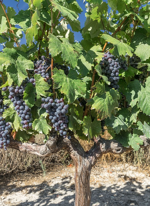 Las exportaciones vuelven a salvar al sector vitivinícola español