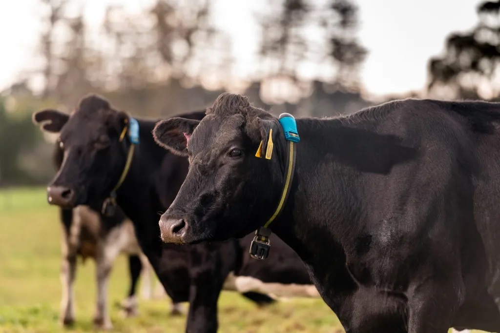 Las vacas ya pueden zafarse de las olas de calor gracias a un collar inteligente