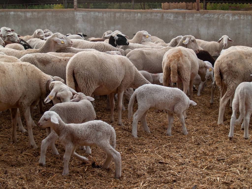 Los ingenieros agrónomos insisten en que el medio rural es una pieza clave de la seguridad alimentaria
