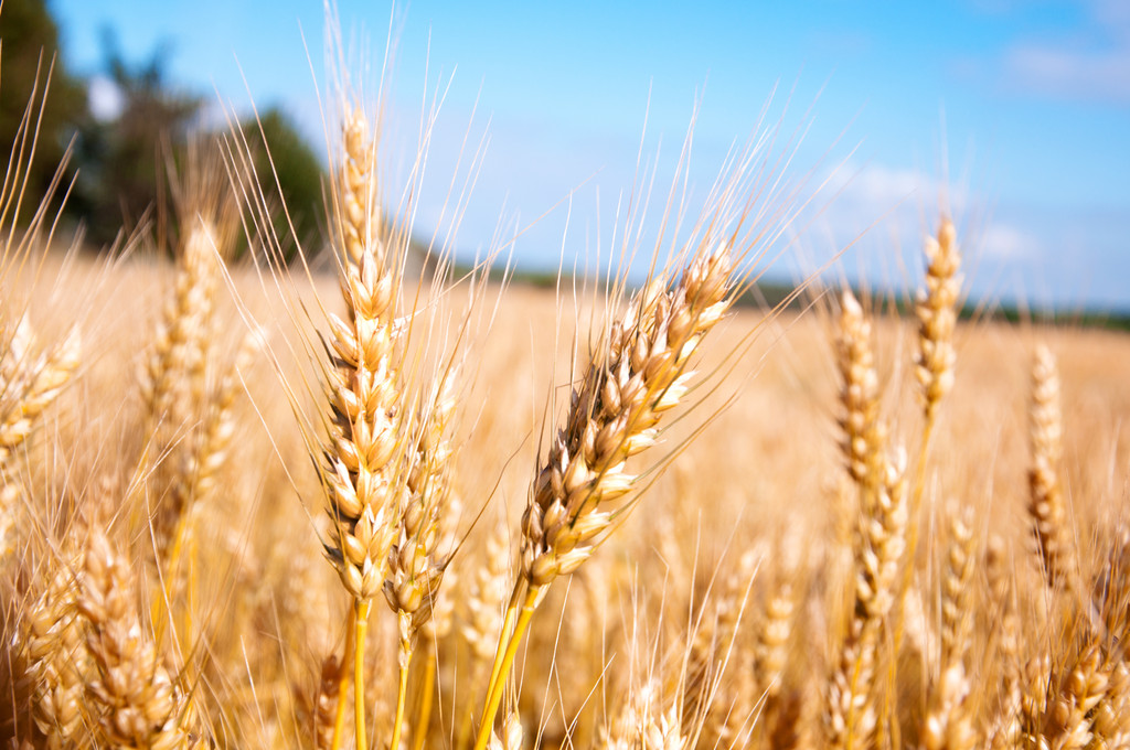 Los mercados internacionales siguen al alza y presionando para subir los precios de los cereales nacionales en la lonja del Ebro