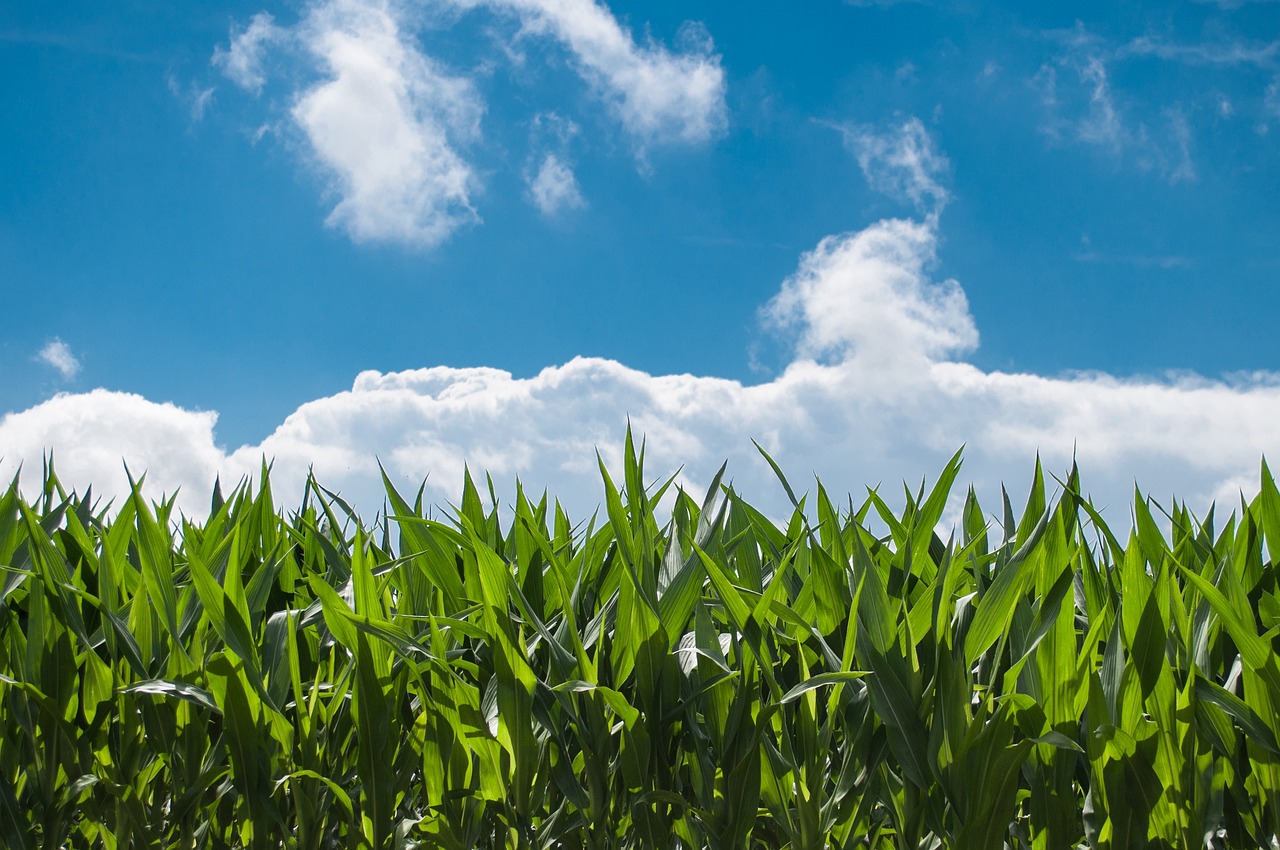 Luis Planas apela a la necesidad de adaptar la agricultura mundial al contexto de cambio climático