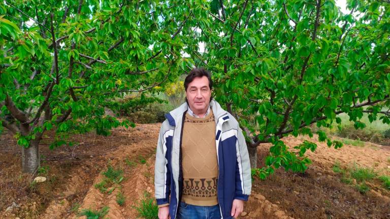 Manuel García, productor salmantino de cerezas: “No se han podido tratar los árboles bien”