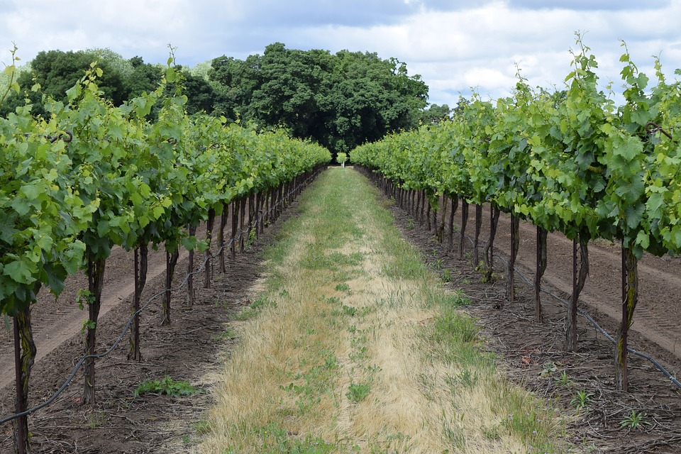 Menos potencial vitícola y más superficie plantada de viñedo al final de la campaña 2020/21