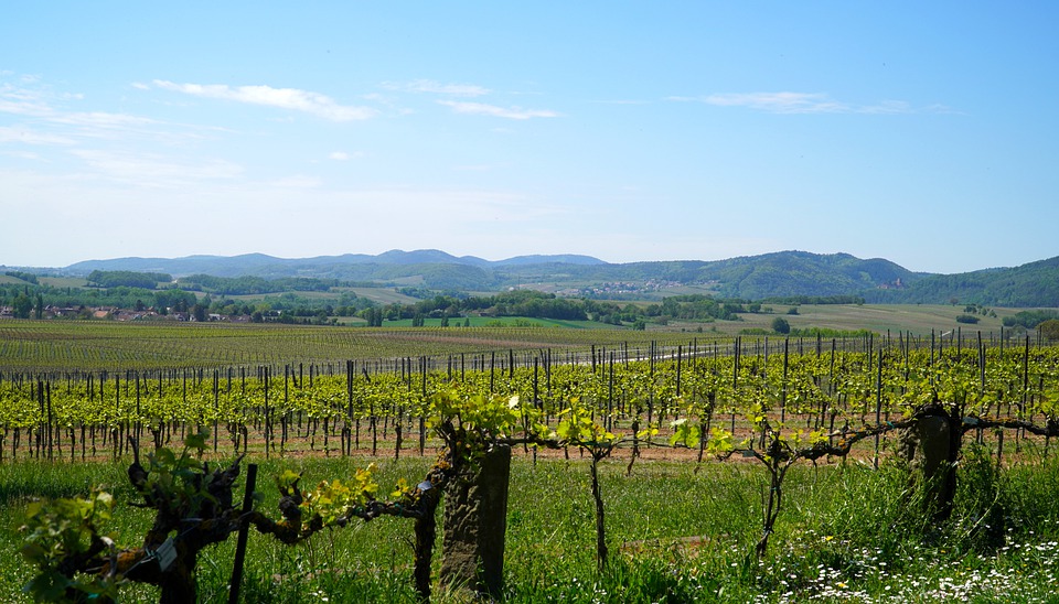 Proyecto europeo busca reducir el uso del cobre en el viñedo.