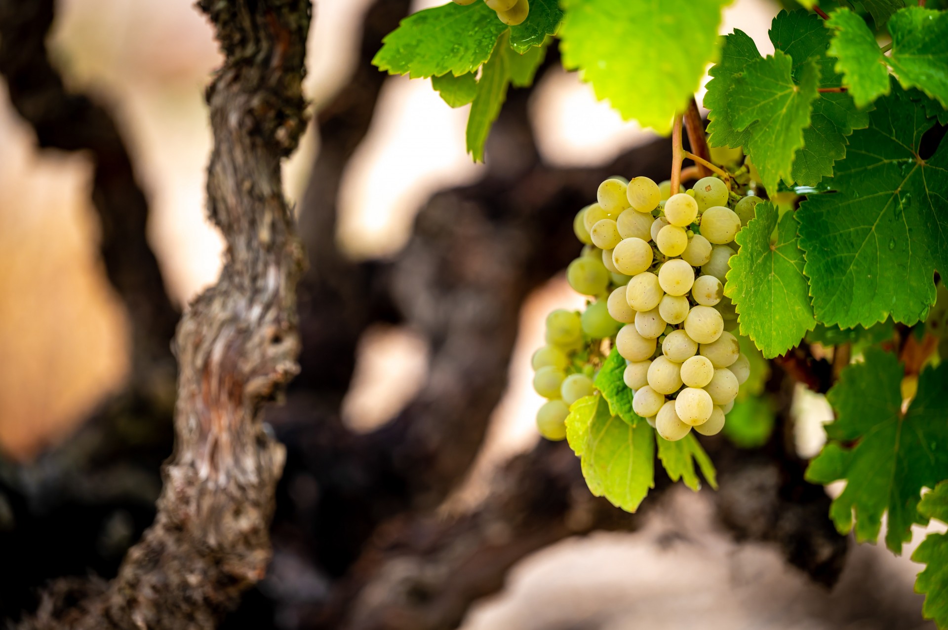 Un proyecto de I+D avanza en la mejora de la longevidad y la capacidad de envejecimiento de los vinos de la variedad verdejo de la D.O. Rueda - 0